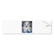 Poodle puppy GOT POO? Bumper Stickers