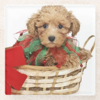 Poodle puppy sitting in Christmas basket Glass Coaster