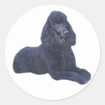 Poodle Sticker