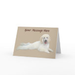 Poodle White Beautiful Greeting Card