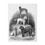 "Poodles and a Whippet" Postcard