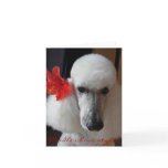 Poodles have style! greeting card