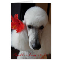 Poodles have style! greeting card