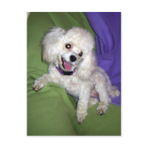 Poodles Rule postcards by annienbart Poodles Rule postcards