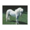 Poofy White Pony postcards by HorseLoversGifts Poofy White Pony postcards