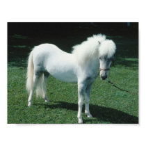 Poofy White Pony posters by HorseLoversGifts Poofy White Pony posters