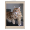 "Pooky" cards