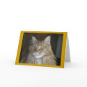 "Pooky" cards by Hauki "Pooky" cards