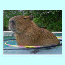 Pool Capybara postcards