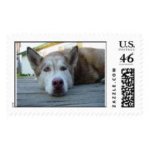 pooldogs06 032 postage