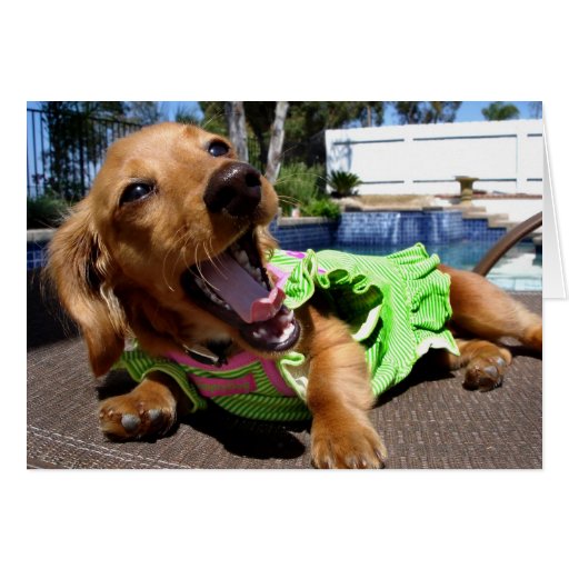 Poolside Pooch Card
