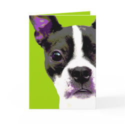 POP Art Boston Terrier card