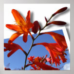 Pop Out Photo Art of vibrant Orange flower Poster
