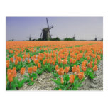 Popart Windmills Orange Tulips Postcard