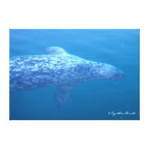 Popeye the Seal ~ Friday Harbor, WA canvas prints