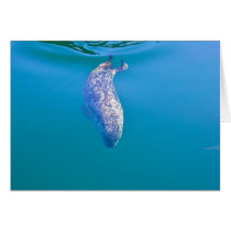 Popeye the Seal, Friday Harbor, WA cards