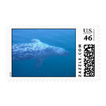 Popeye the Seal ~ Friday Harbor, WA stamps