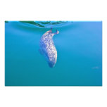 Popeye the Seal Happy New Year Postcards Photo