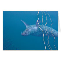 Popeye the Seal, San Juan Island, WA cards