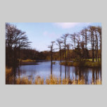 Poplar Stand at Brine's Pond posters