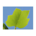 Poplar Tree Leaf postcards by princessklb07 Poplar Tree Leaf postcards