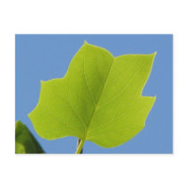Poplar Tree Leaf postcards