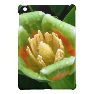 Poplar Tree Tulip