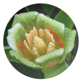 Poplar Tree Tulip plate