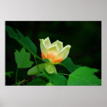 Poplar Tree Tulip poster