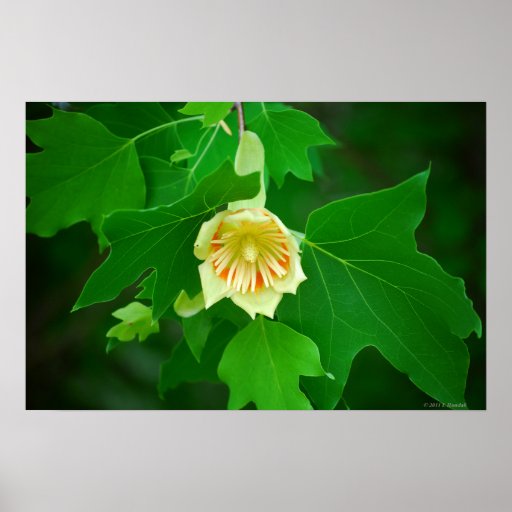 Poplar Tree Tulip poster