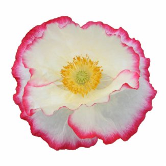 Poppie 105 ~ ornament photosculpture