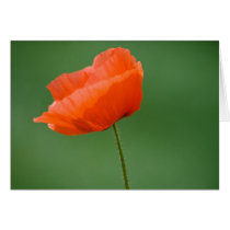 Poppie in Nidd cards