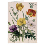 Poppies and Anemones Greeting Cards