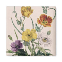 Poppies and Anemones Magnets