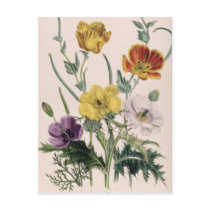 Poppies and Anemones Post Card