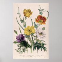 Poppies and Anemones Posters