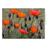 Poppies and Dragonflies Card
