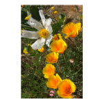 Poppies and White Flower Posters & Prints