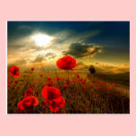 Poppies beautiful day postcard postcards