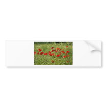 Poppies bumper stickers
