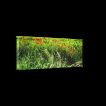 Poppies canvas prints