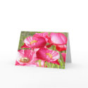 Poppies cards by jereeb Poppies cards