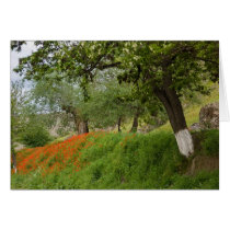 Poppies cards