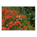 Poppies cards by Libby Poppies cards
