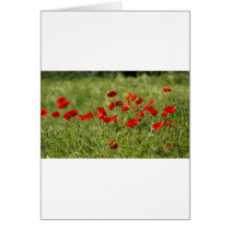 Poppies cards