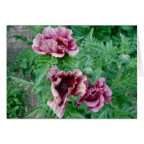 Poppies Cards