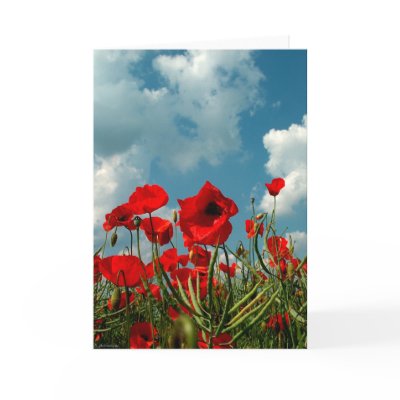 Poppies Card by photomorgana