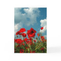 Poppies cards by photomorgana Poppies cards