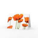 Poppies! cards by ArtByLindaLou Poppies! cards