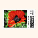 Poppies (closeup) stamps